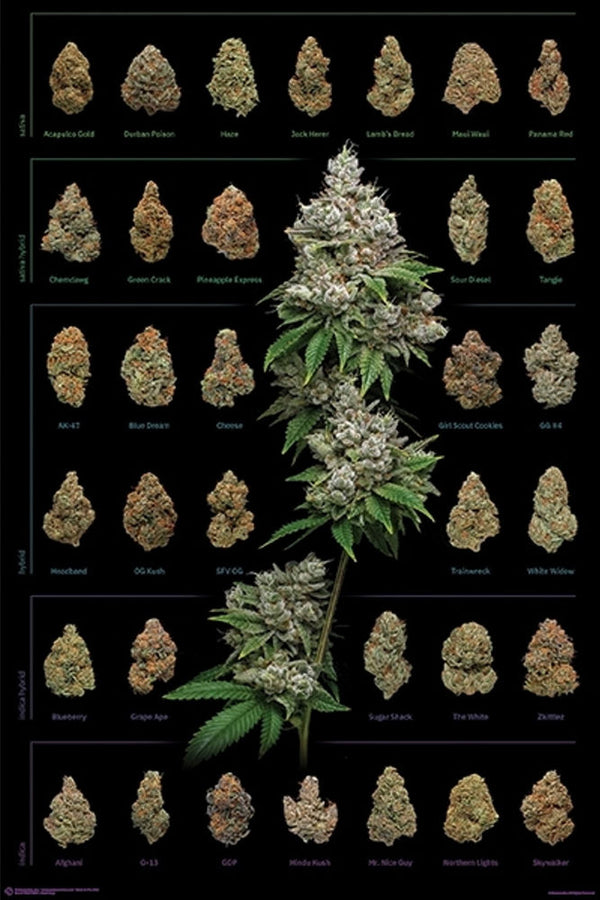 Dank Nugs - Poster