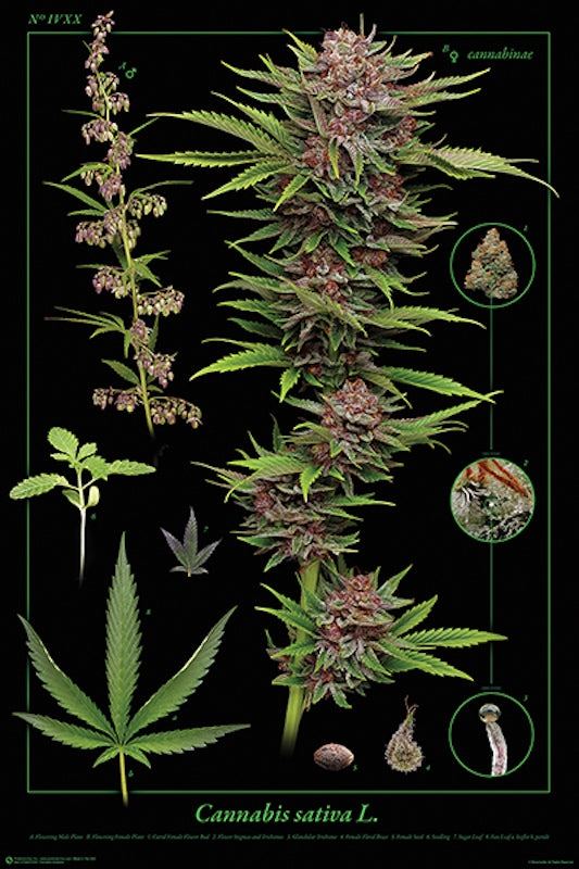 Cannabis Anatomy Poster